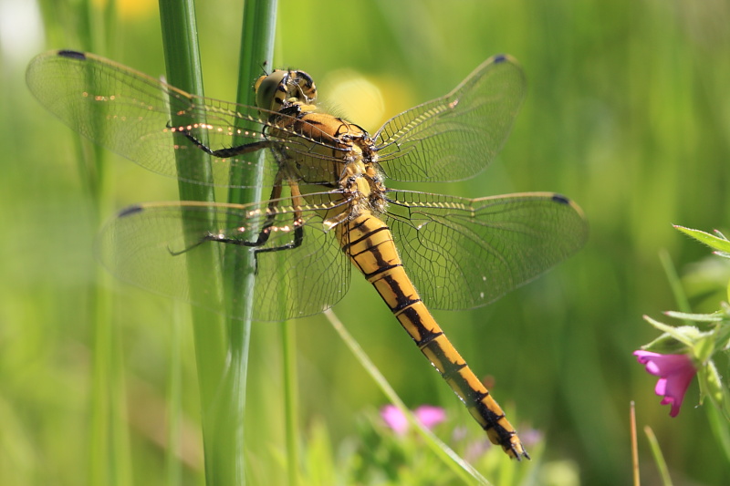 Da identificare - Orthetrum cancellatum (femmina)